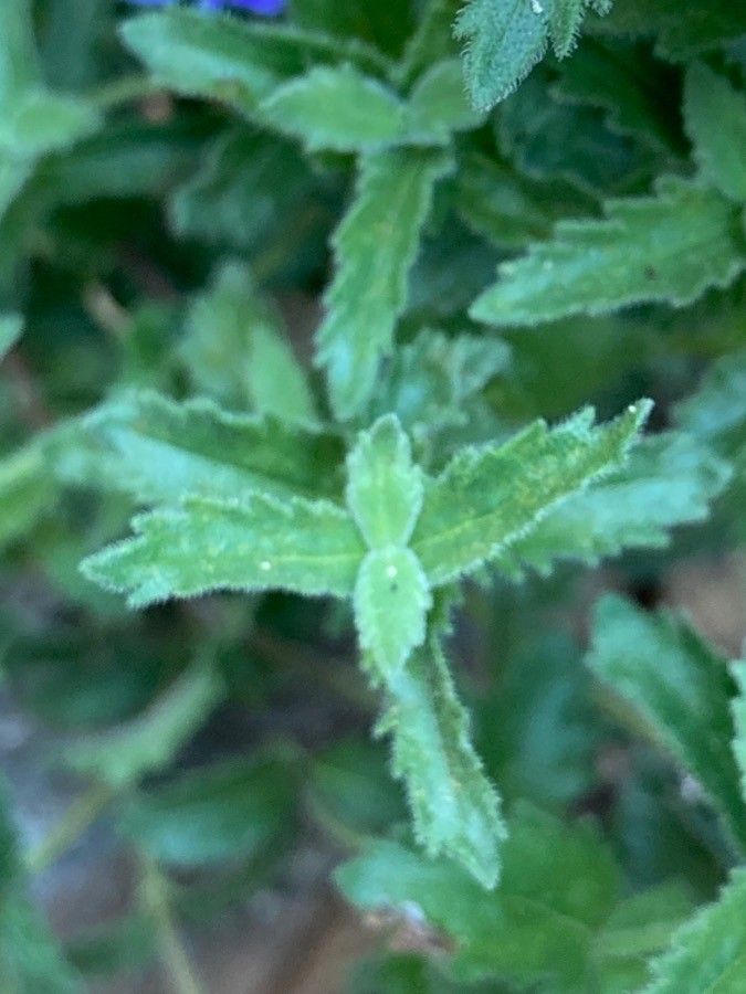 Veronica teucrium — search result for 'Teucrium'