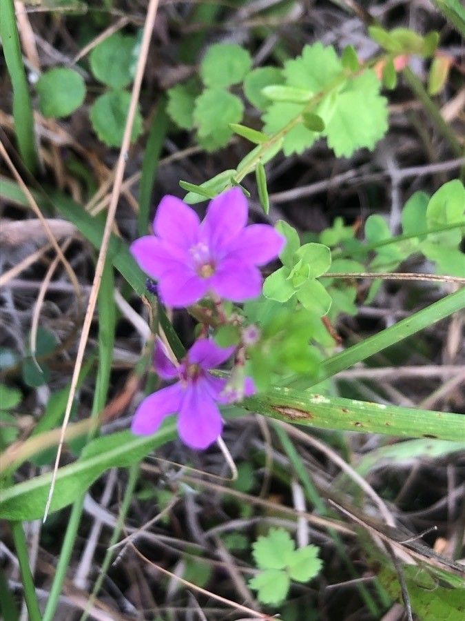 Lythrum junceum flower