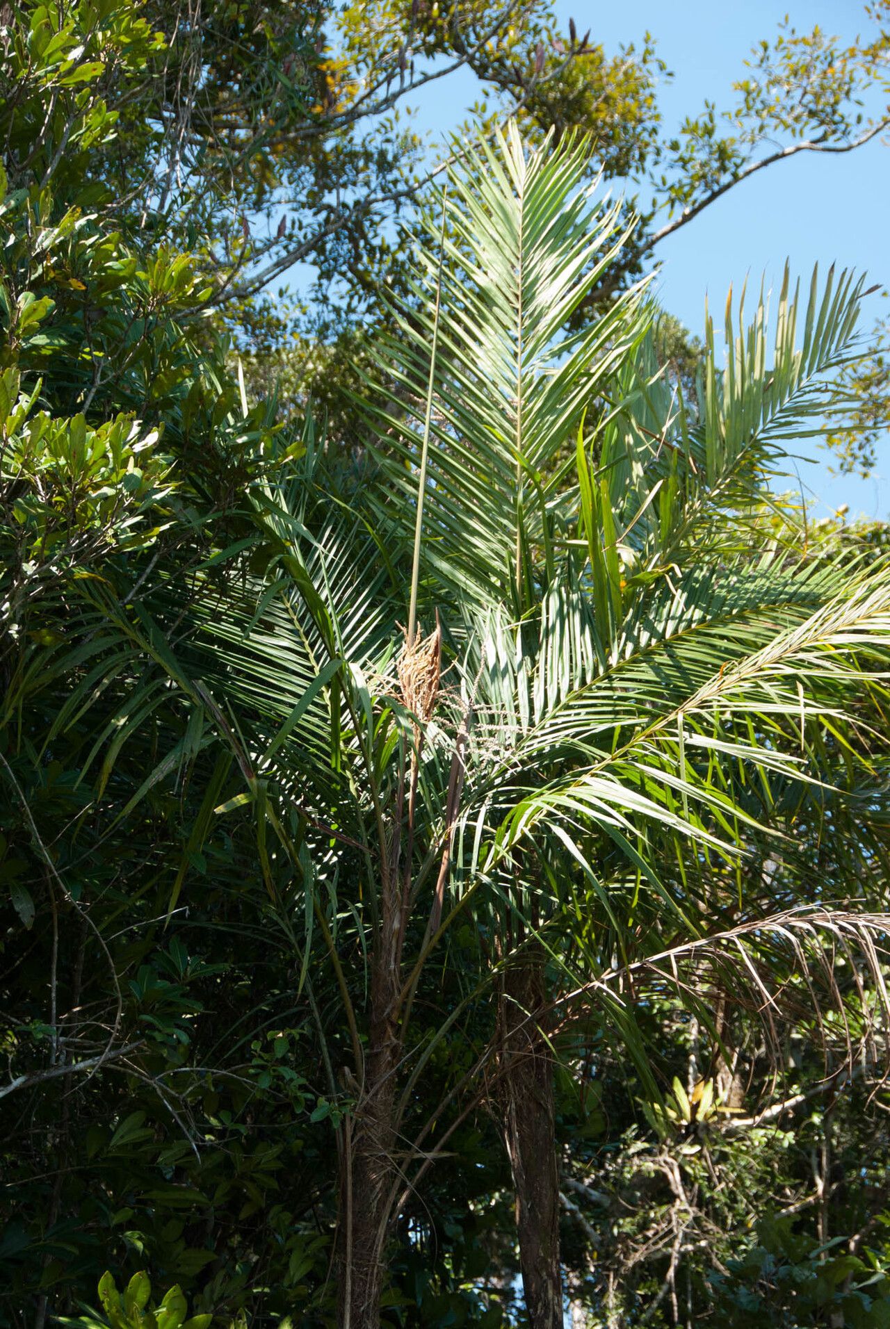 Dypsis dransfieldii — houseplant care guide