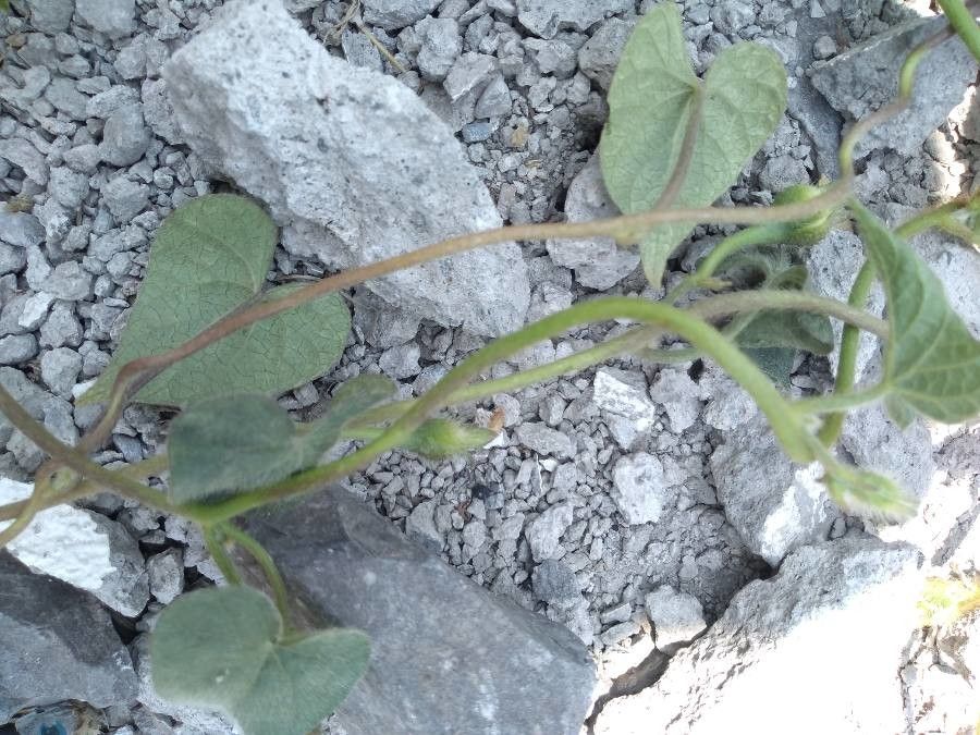 Ipomoea orizabensis — search result for 'Ipomoea'