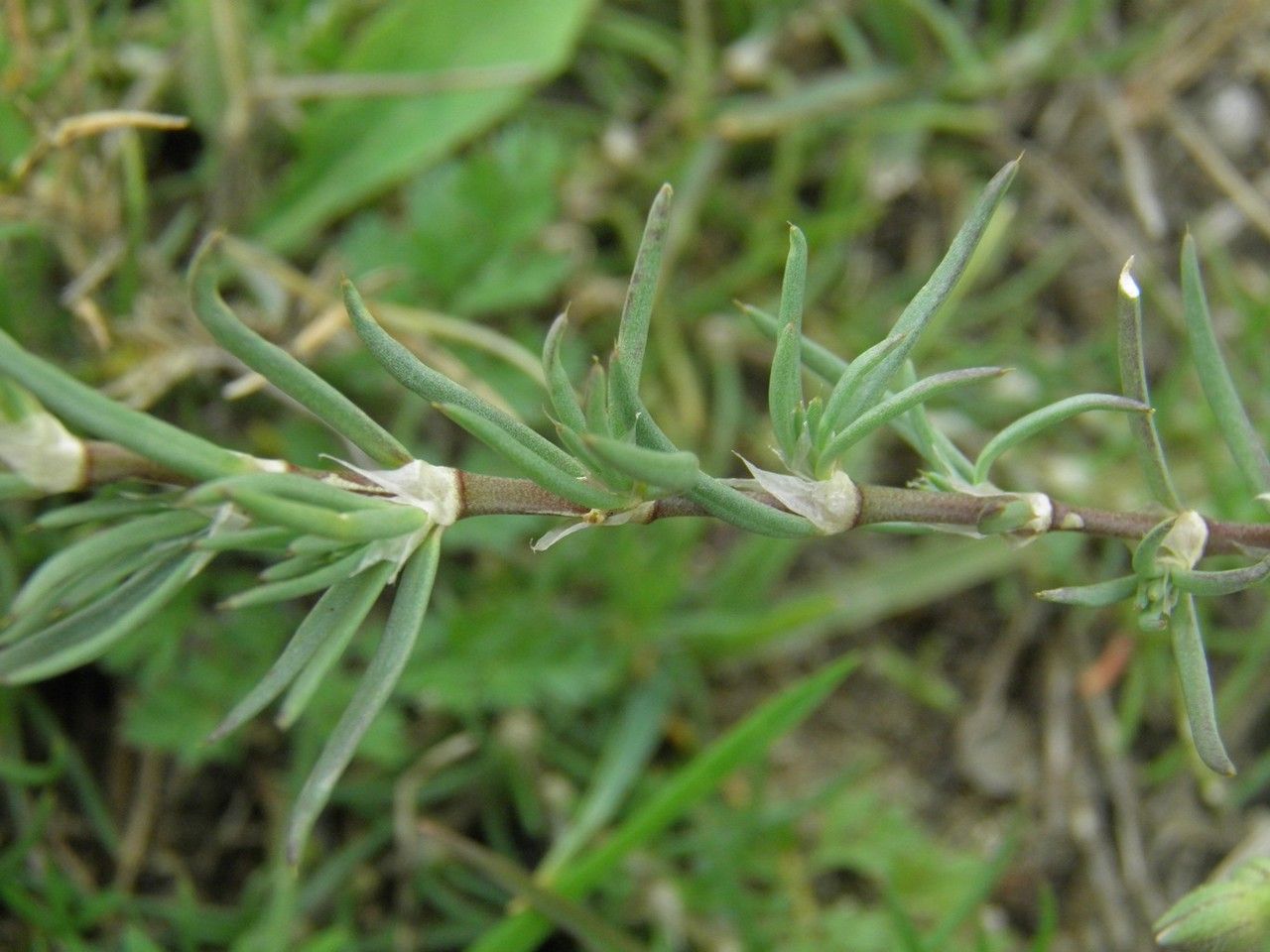 Spergula fimbriata — related species from the same genus