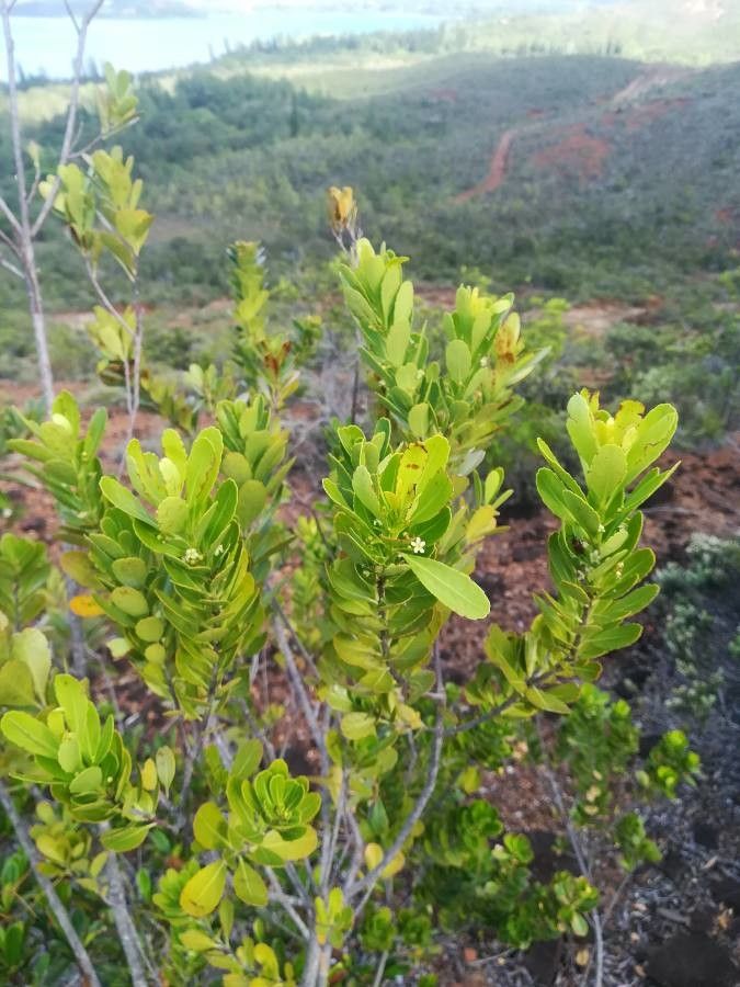 Peripterygia marginata habit