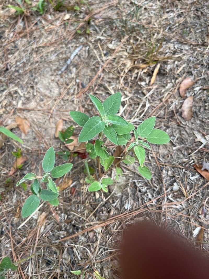 Croton incanus — houseplant care guide