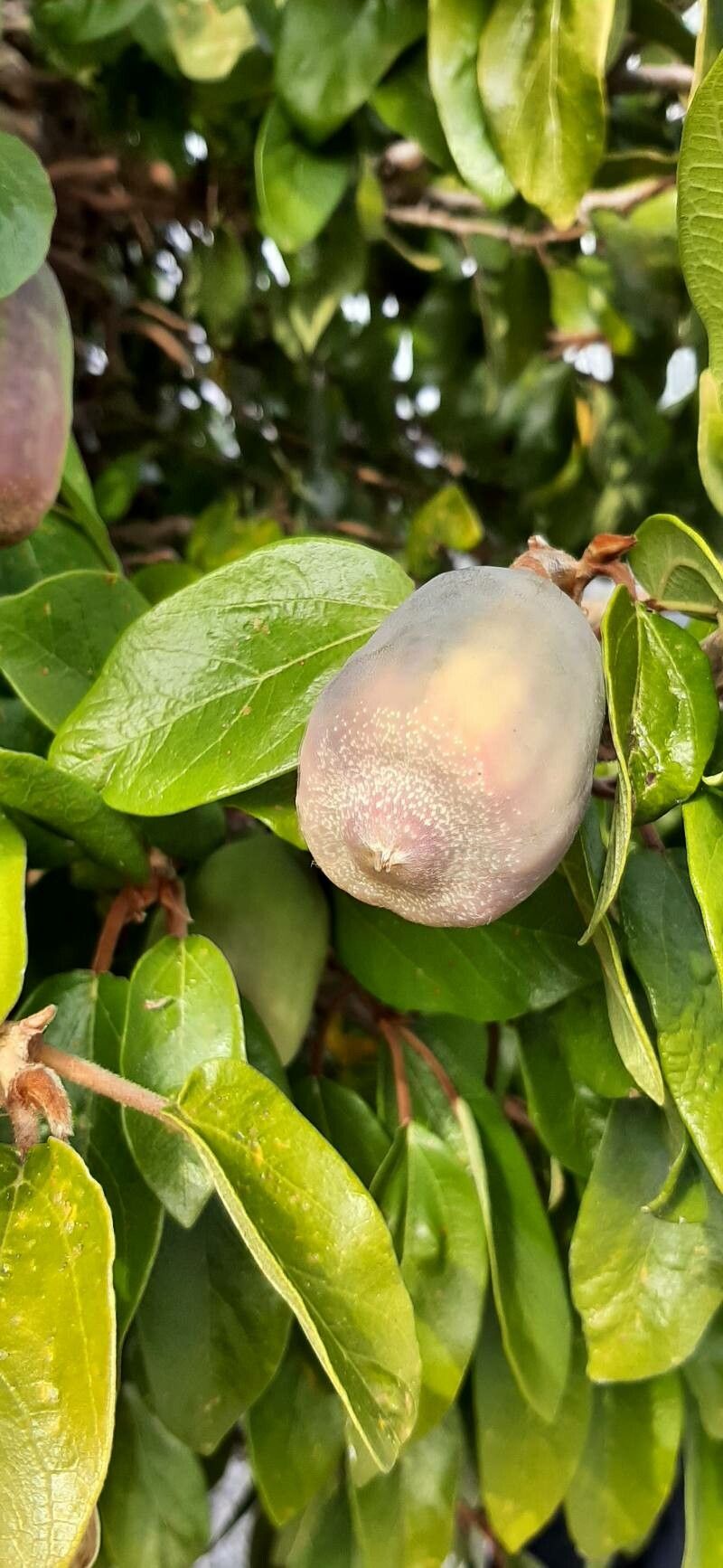 Ficus heterophylla fruit