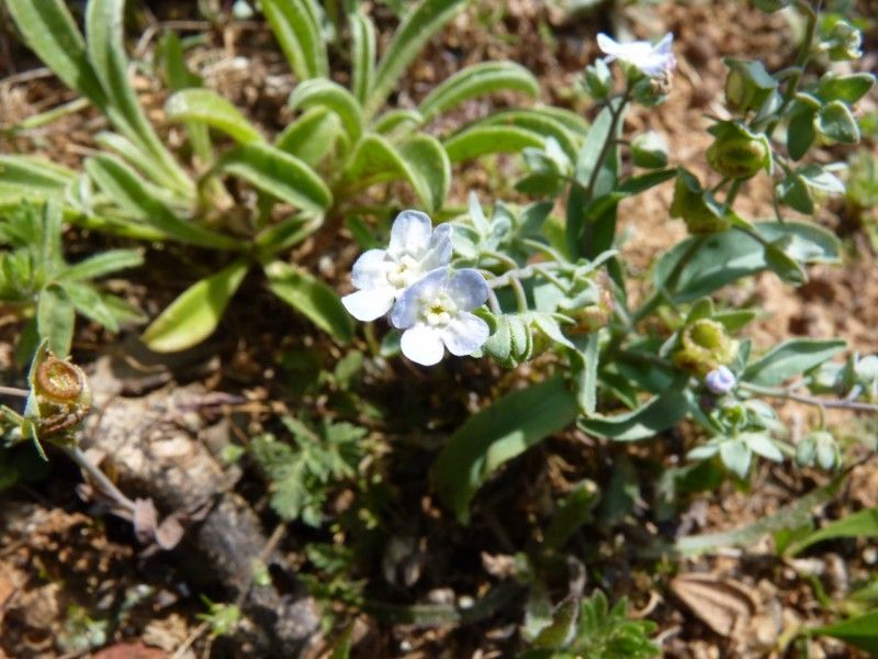 Omphalodes linifolia habit