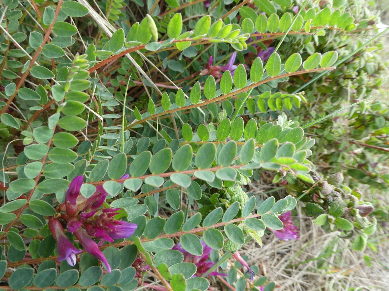 Astragalus monspessulanus — search result for 'Astragalus'