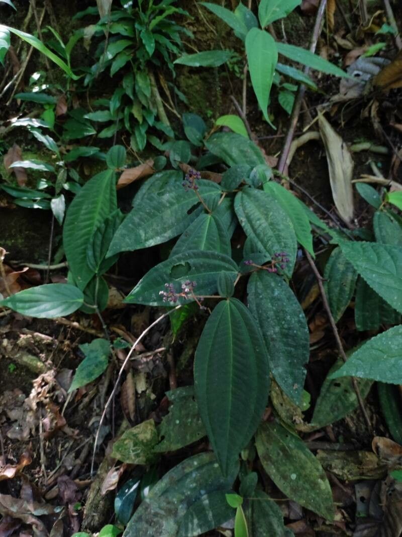 Miconia radicans — houseplant care guide