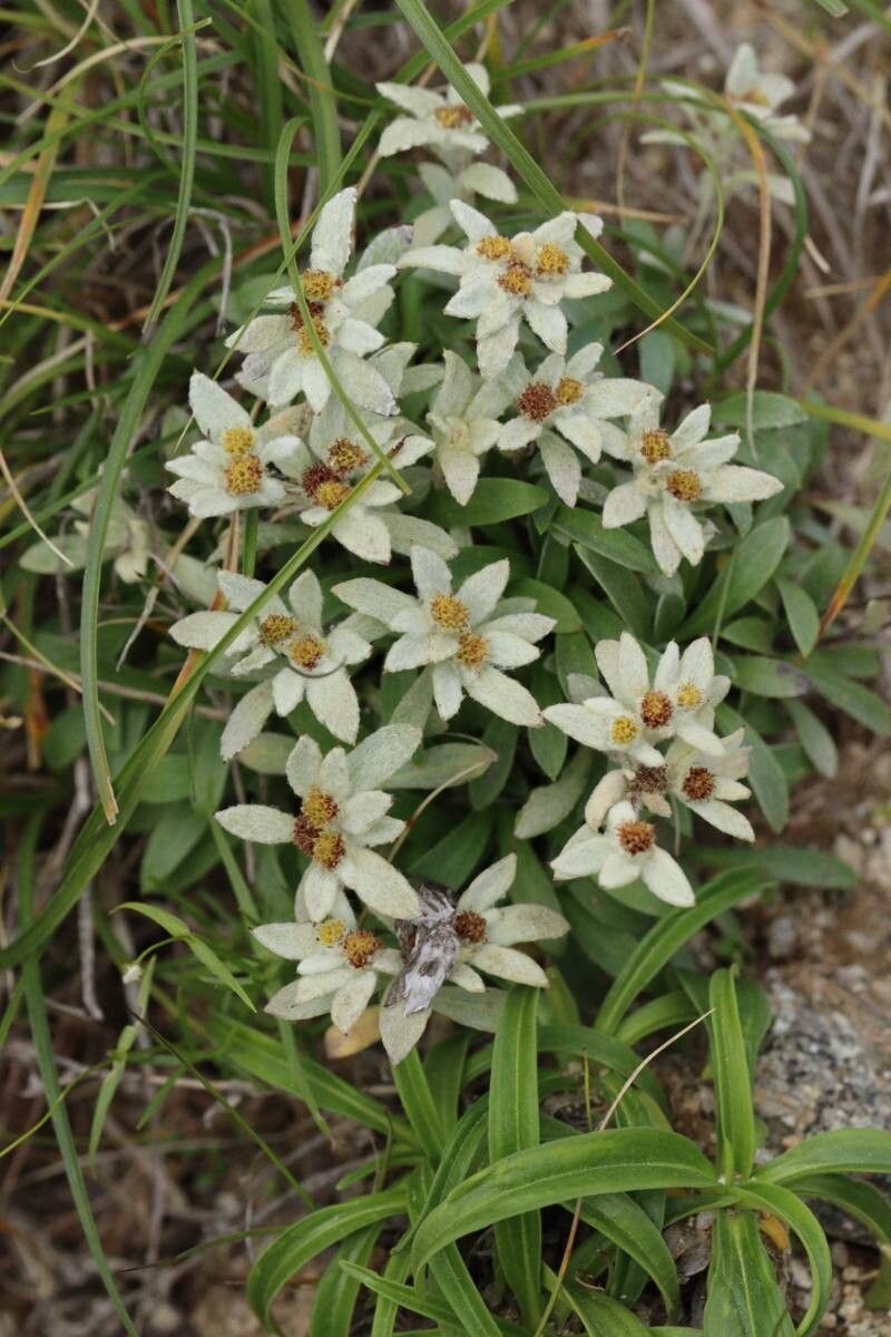Leontopodium shinanense — search result for 'Leontopodium'