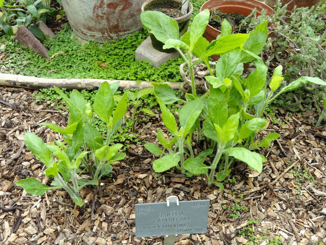 Ruellia ciliatiflora habit