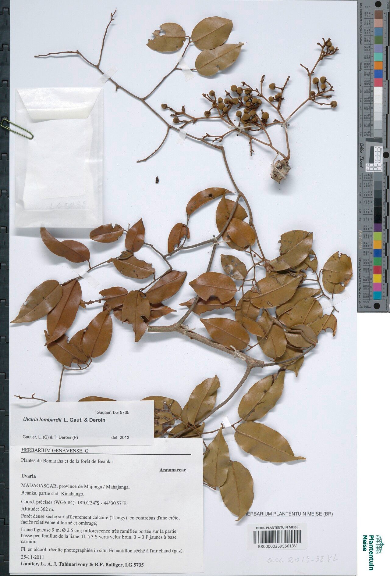 Uvaria lombardii — houseplant care guide