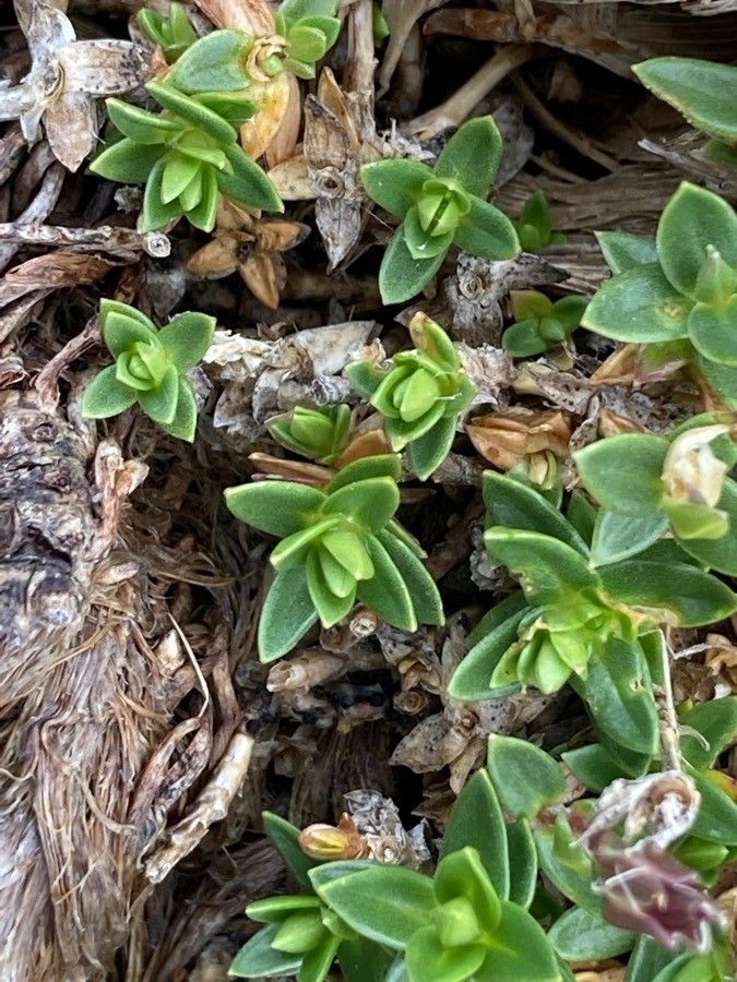 Arenaria purpurascens — houseplant care guide