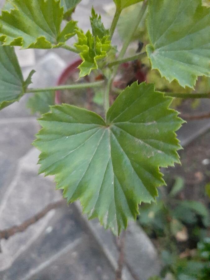 Pelargonium x hybridum — houseplant care guide