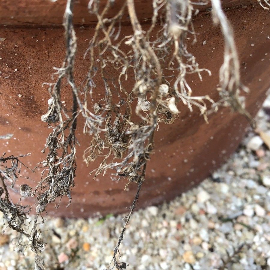 Lepidium navasii other
