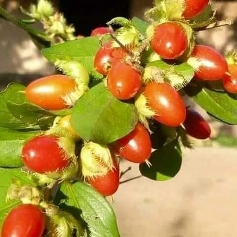 Dovyalis macrocalyx — related species from the same genus