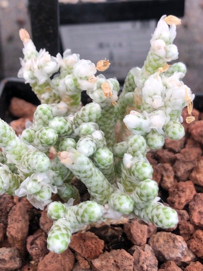 Anacampseros papyracea — search result for 'Anacampseros'