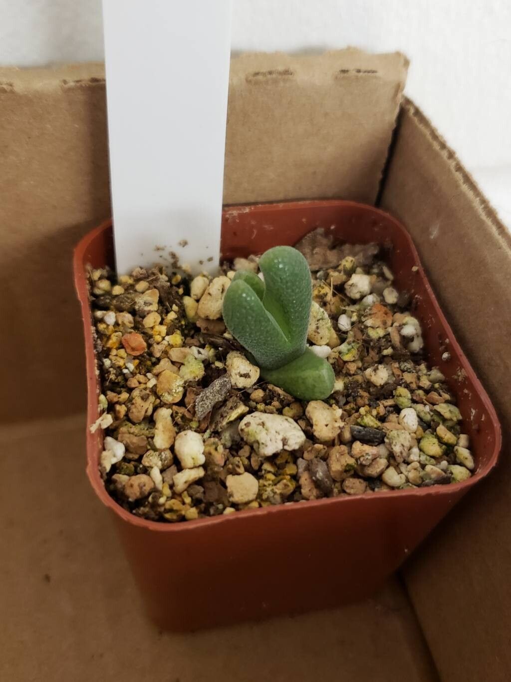 Cheiridopsis nana — houseplant care guide