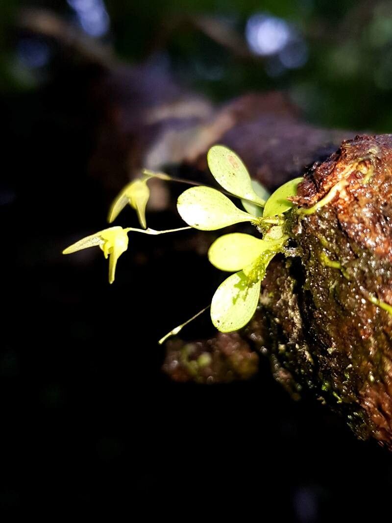 Specklinia recula — search result for 'Specklinia'
