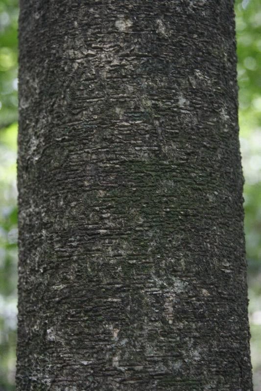 Drypetes variabilis bark