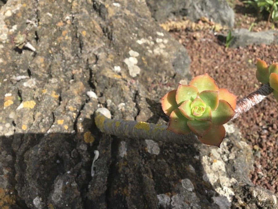 Aeonium hierrense — search result for 'Aeonium'