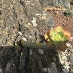 Aeonium hierrense