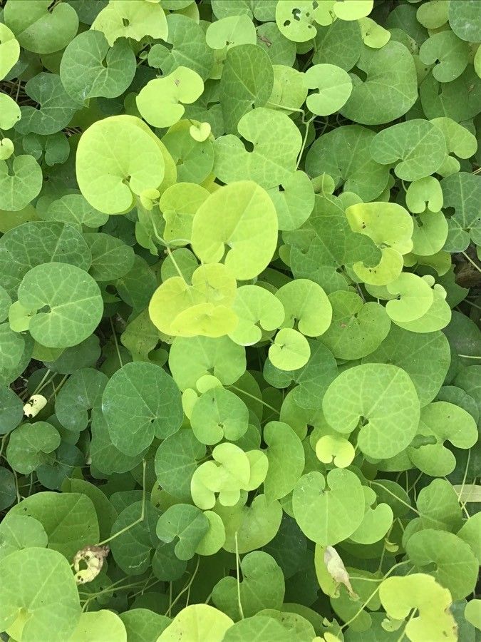 Aristolochia fimbriata — search result for 'Uruguay'