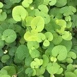 Aristolochia fimbriata