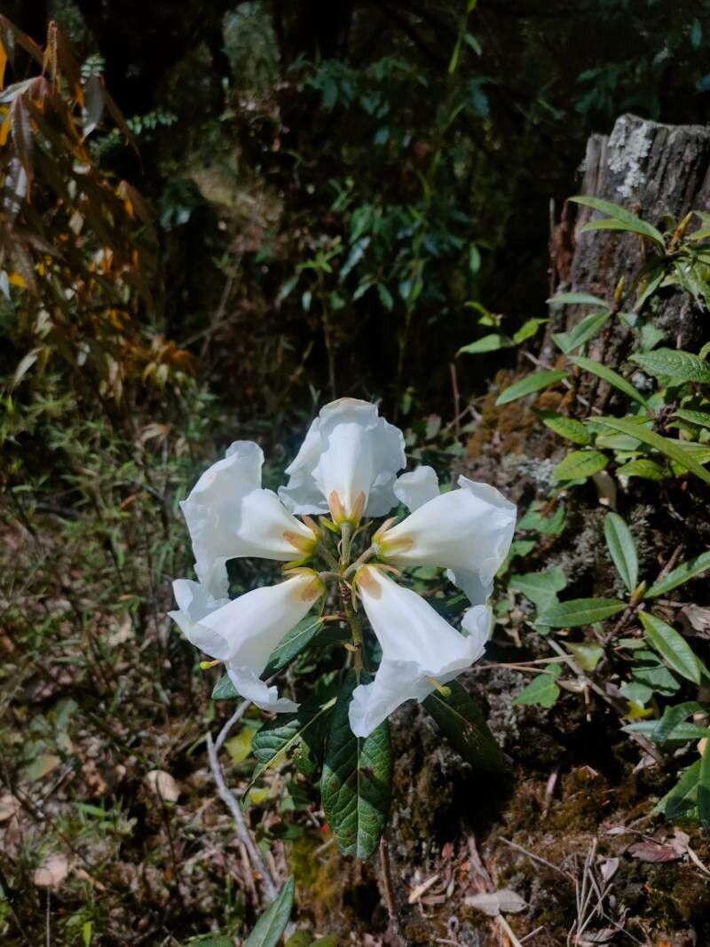 Rhododendron lindleyi — houseplant care guide