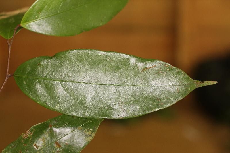 Licania granvillei — houseplant care guide