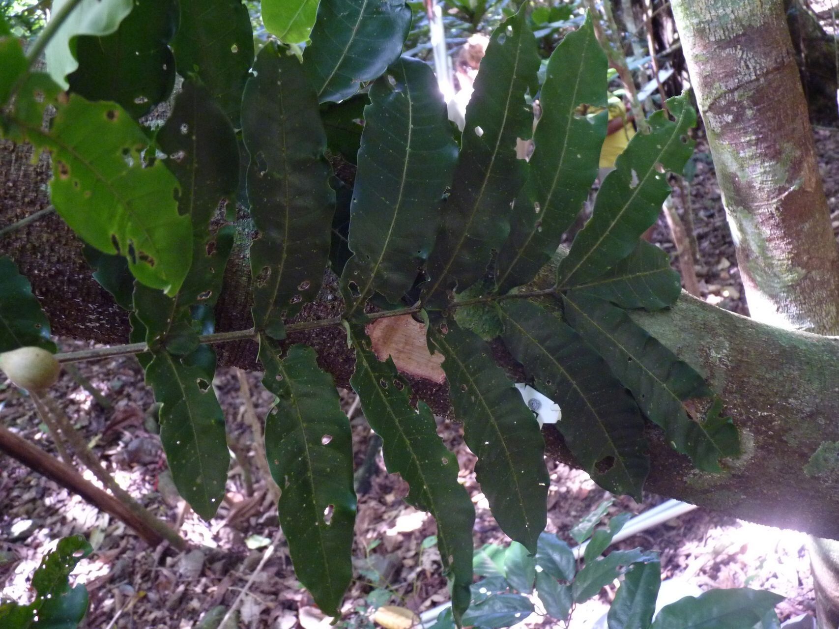 Didymocheton macrostachyus — houseplant care guide