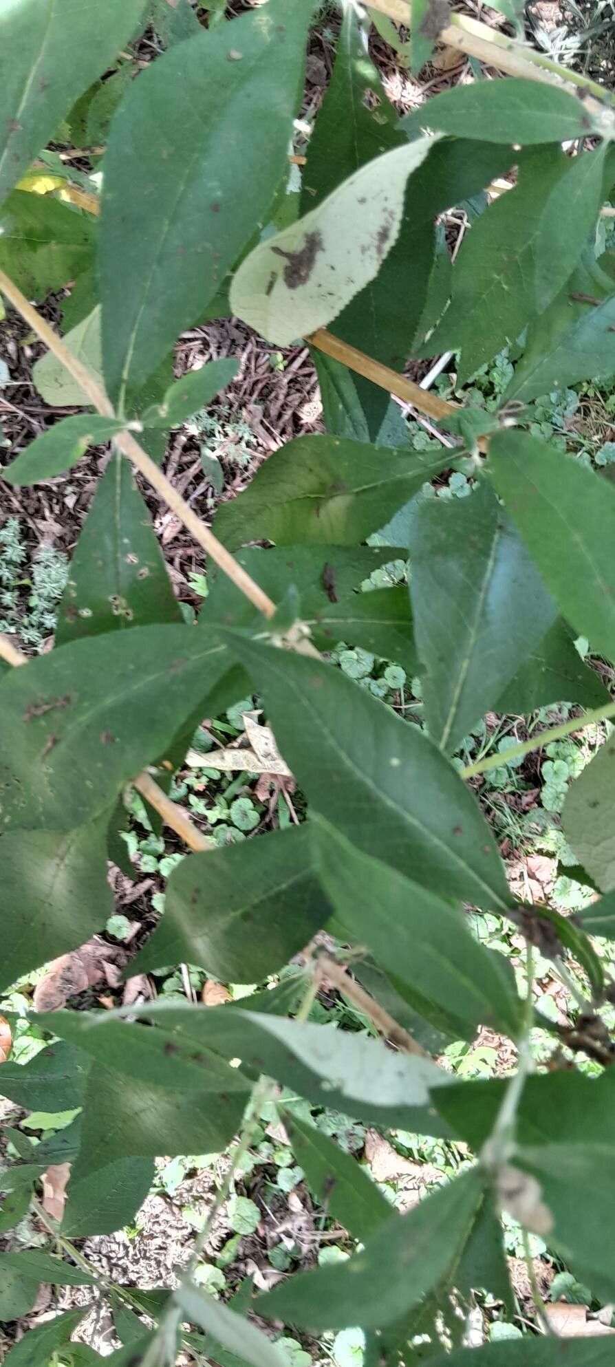 Buddleja × weyeriana leaf