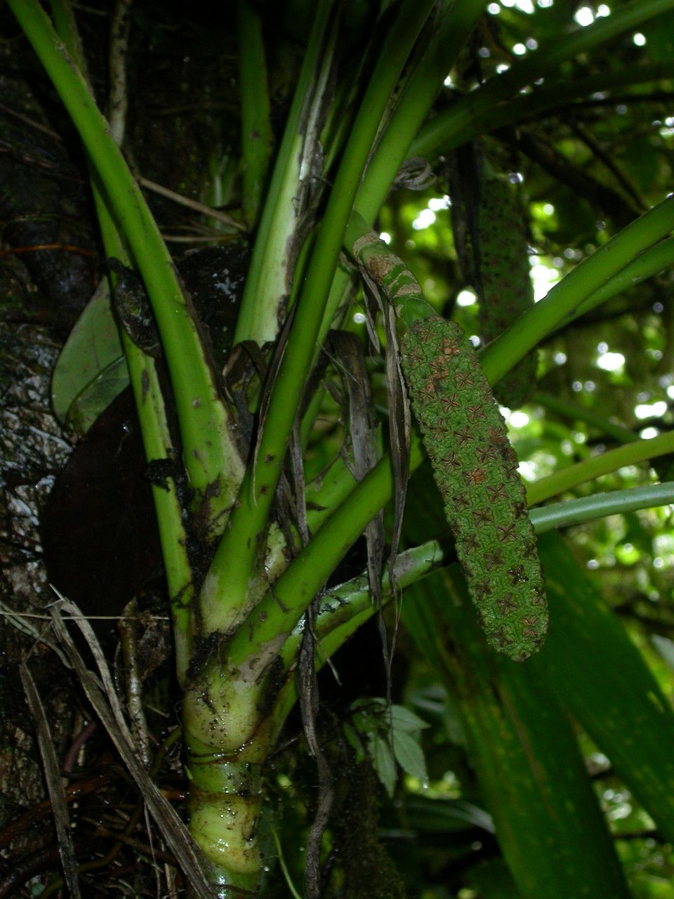 Asplundia rigida fruit
