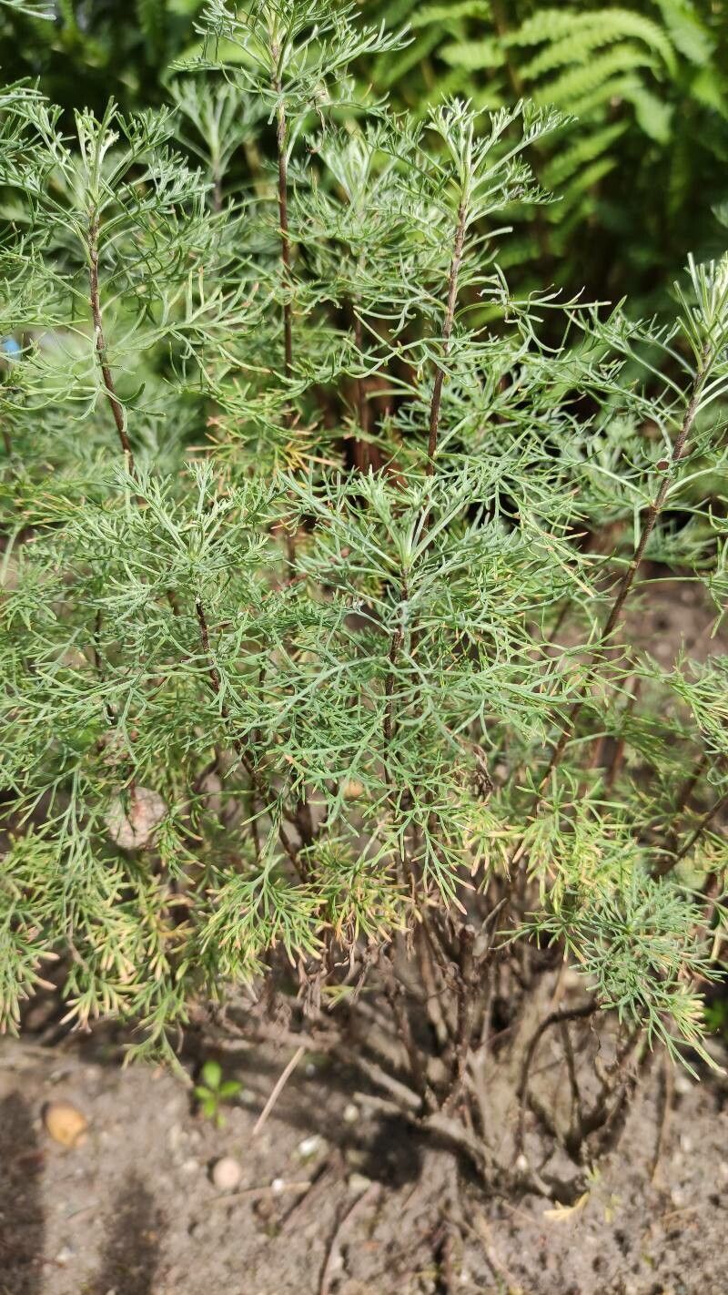 Artemisia cina habit
