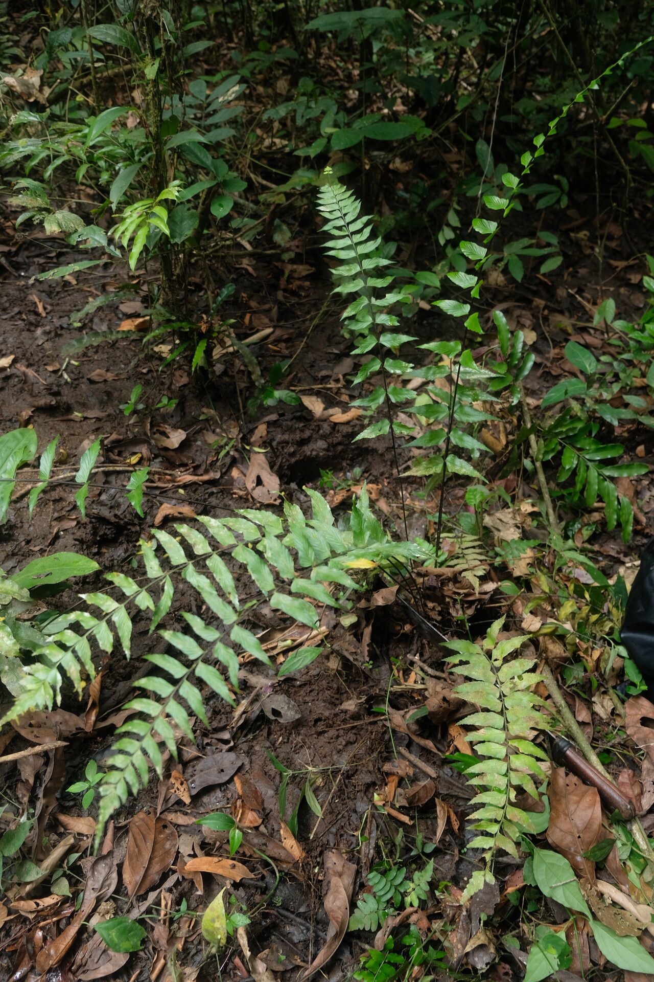 Asplenium eurysorum habit