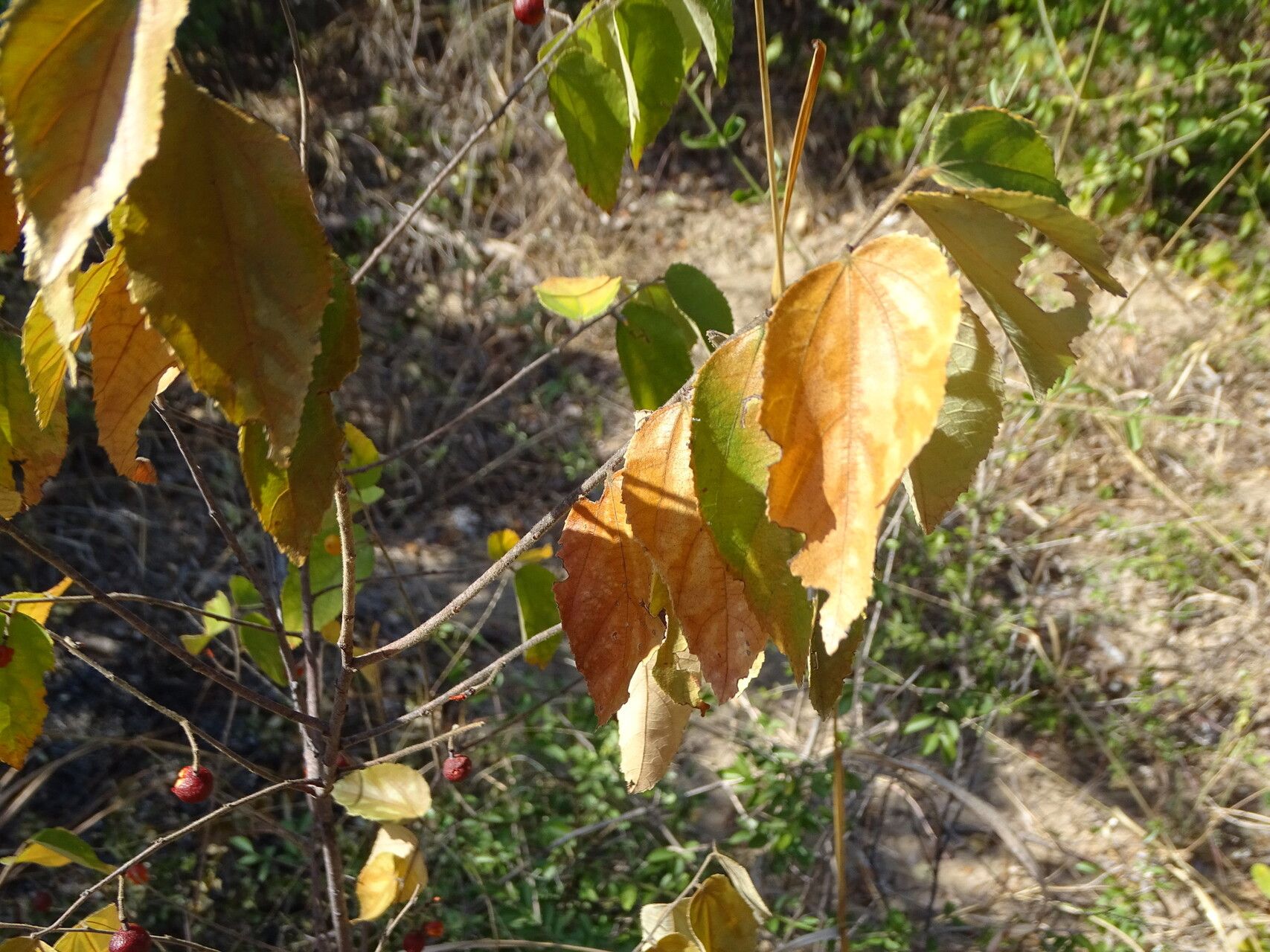 Grewia falcistipula leaf