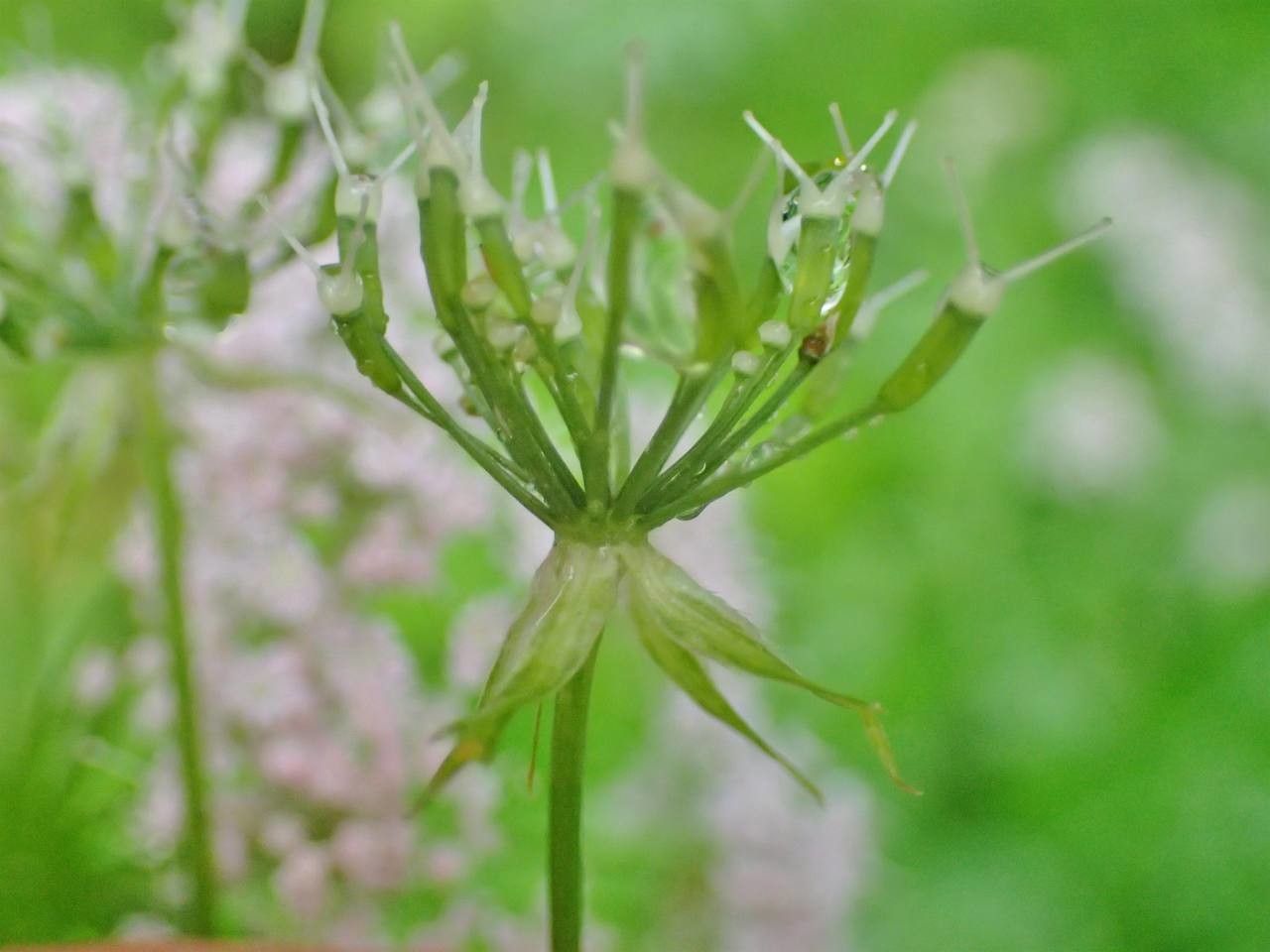 Chaerophyllum hirsutum fruit