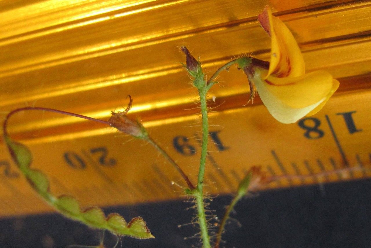 Aeschynomene elegans — houseplant care guide