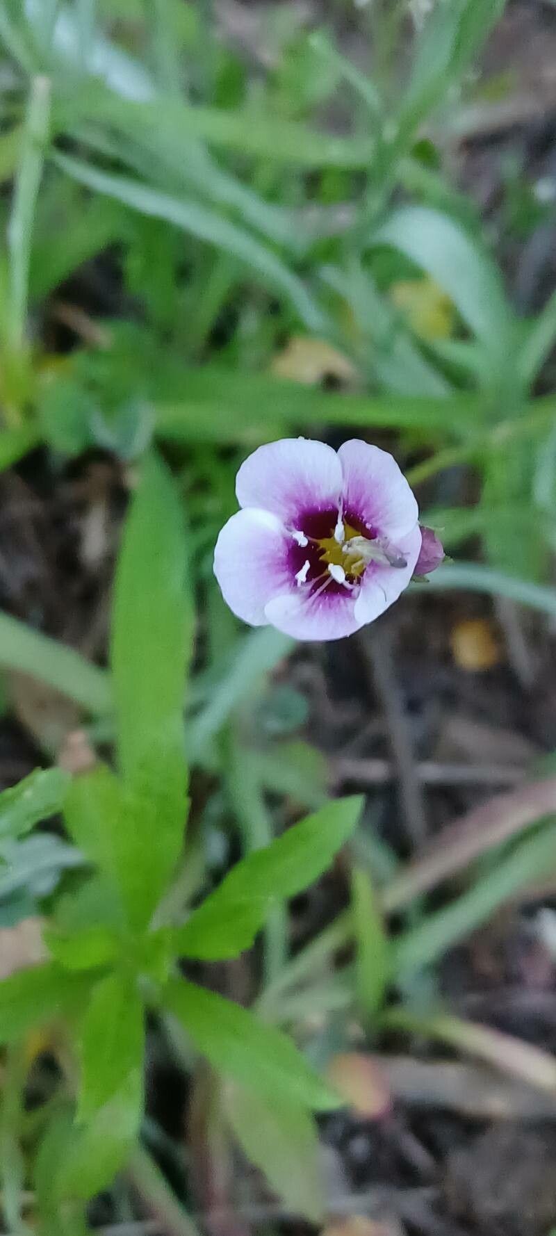 Gilia tricolor flower