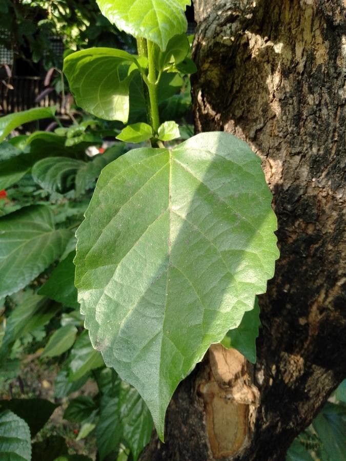 Premna odorata — search result for 'New Guinea and northern Australia'