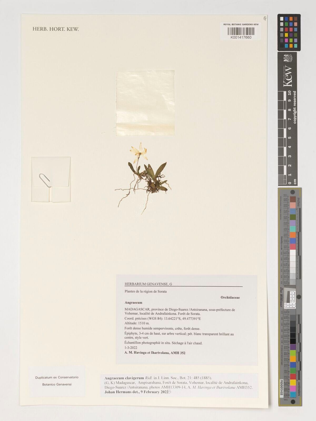 Angraecum clavigerum — houseplant care guide