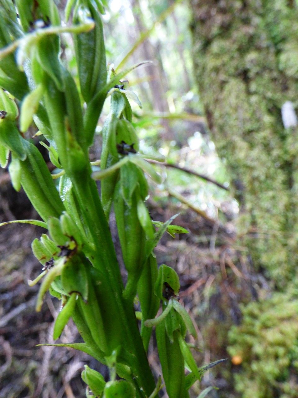 Habenaria praealta fruit