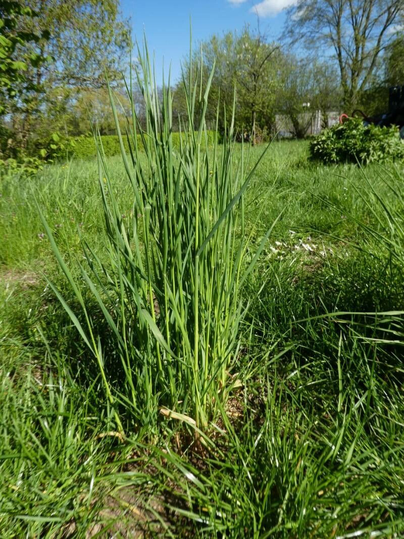 Elymus pungens — search result for 'Elymus'