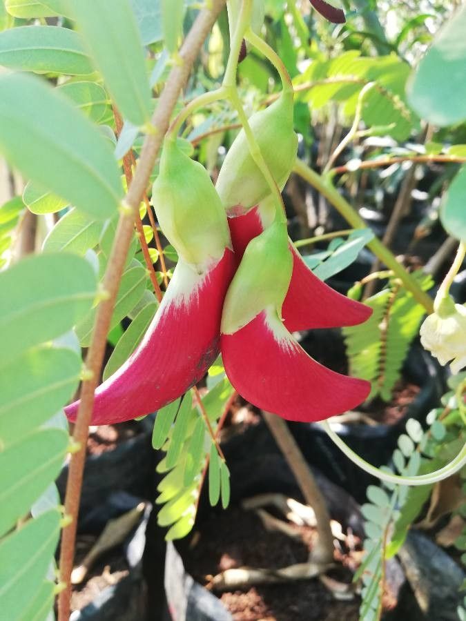 Sesbania grandiflora fruit
