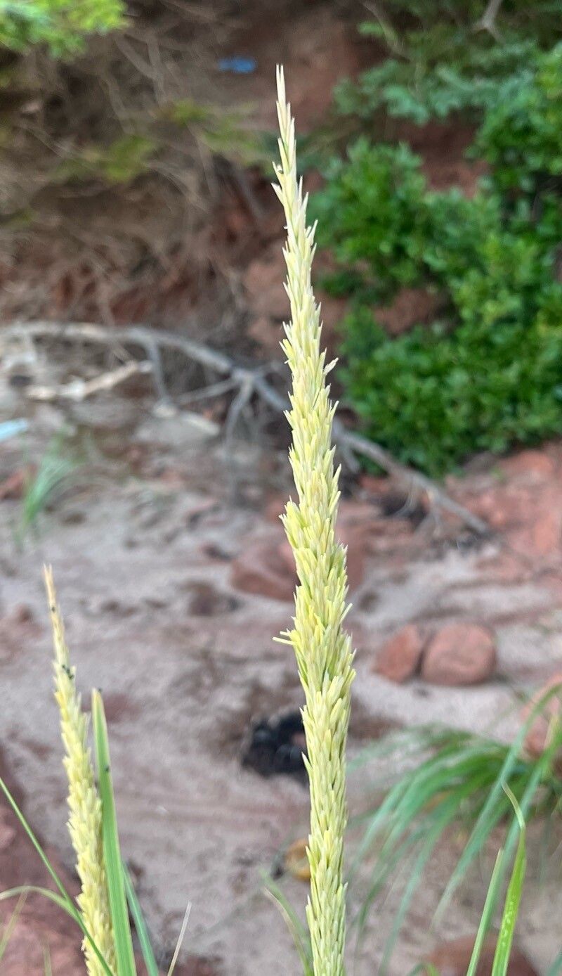 Calamagrostis breviligulata flower