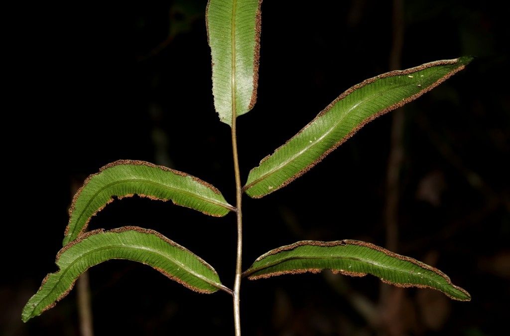 Pteris balansae bark