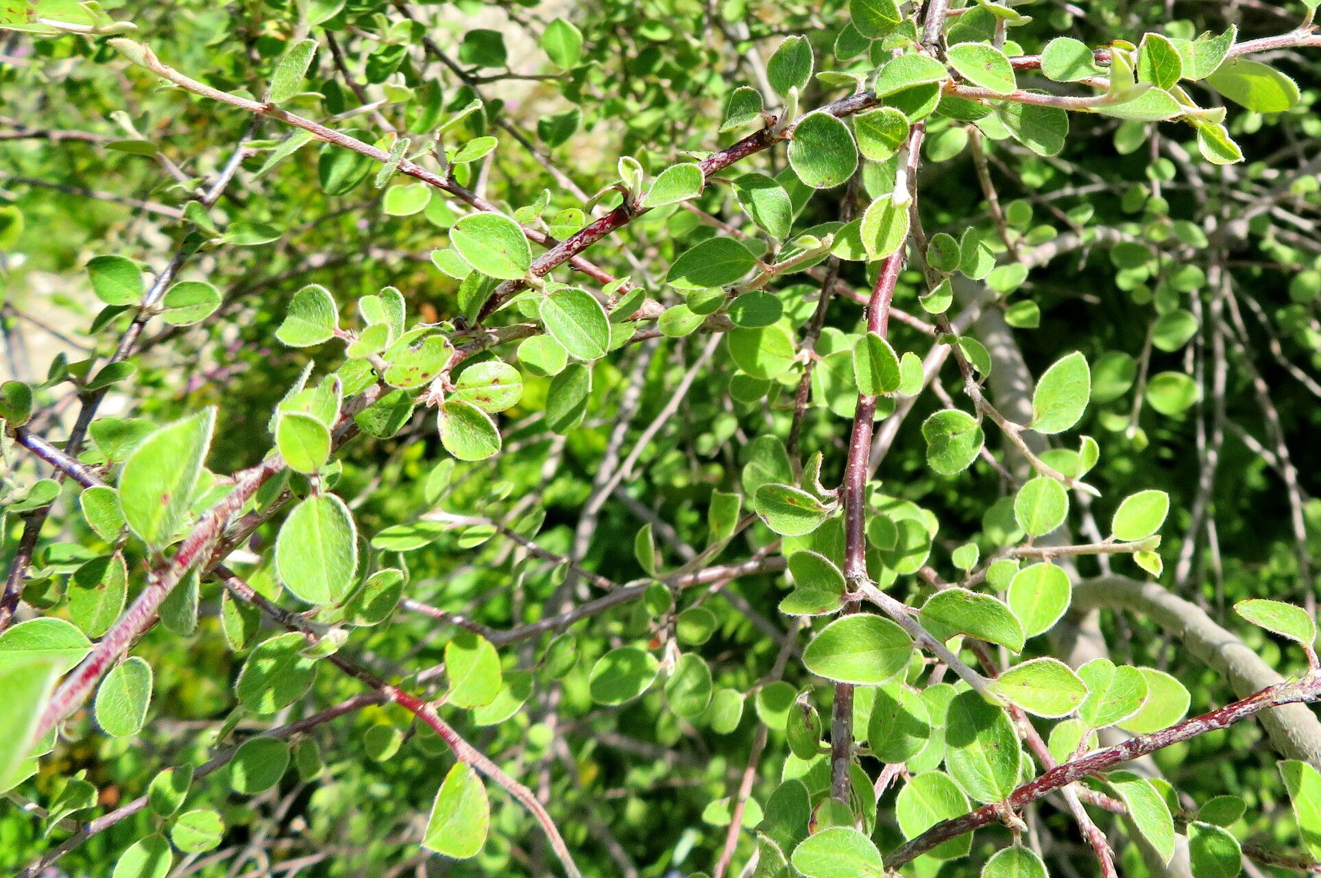 Cotoneaster orbicularis leaf
