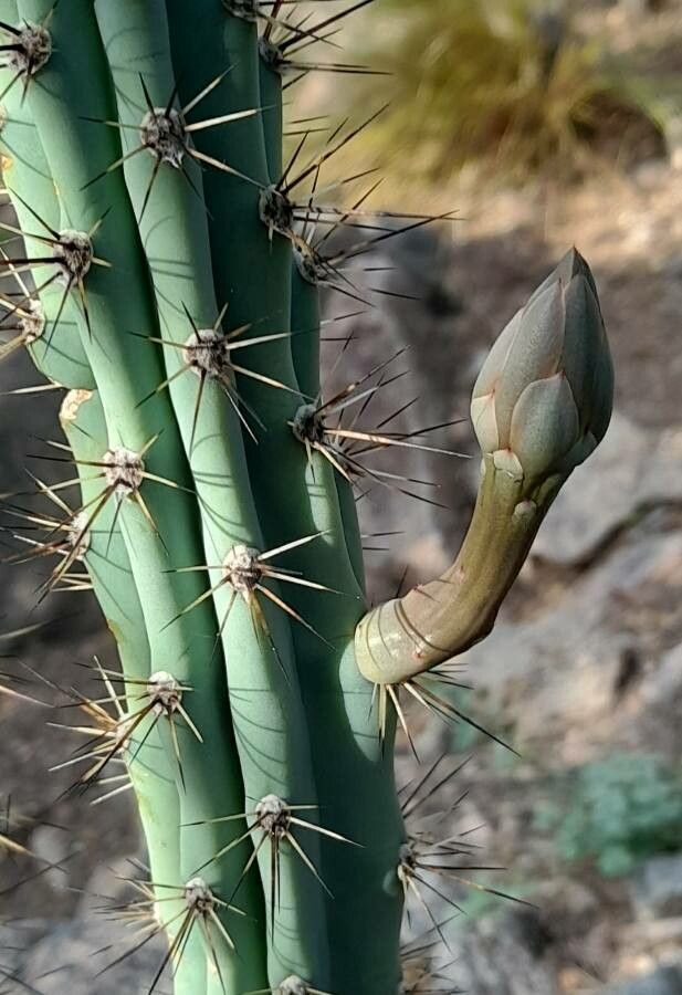 Cereus aethiops flower