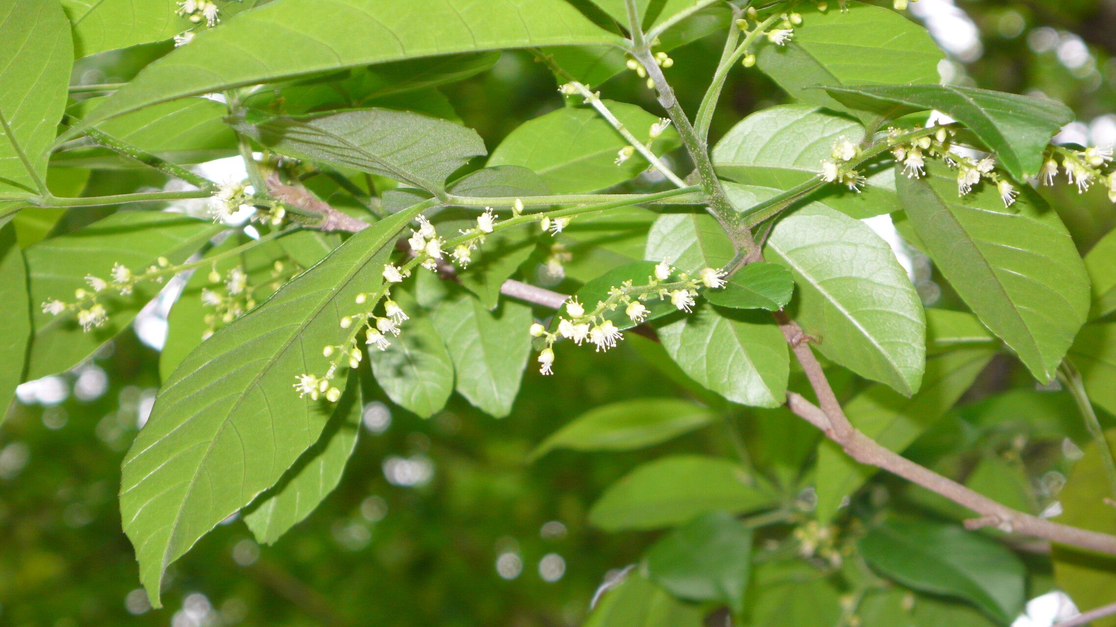 Allophylus petiolulatus flower