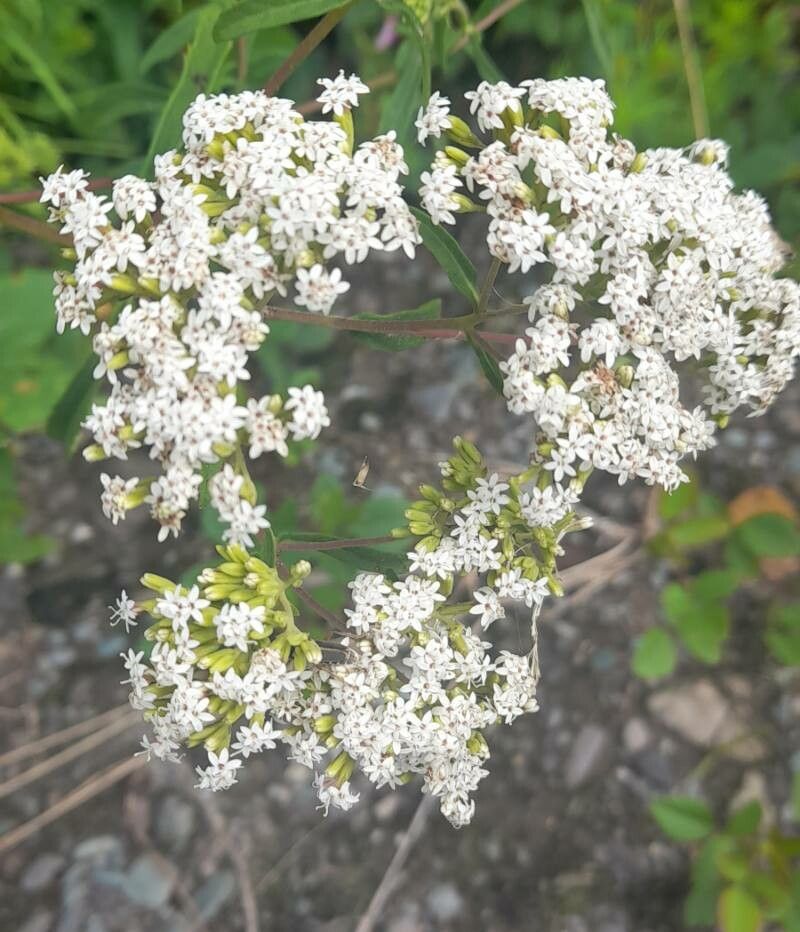 Stevia jujuyensis flower