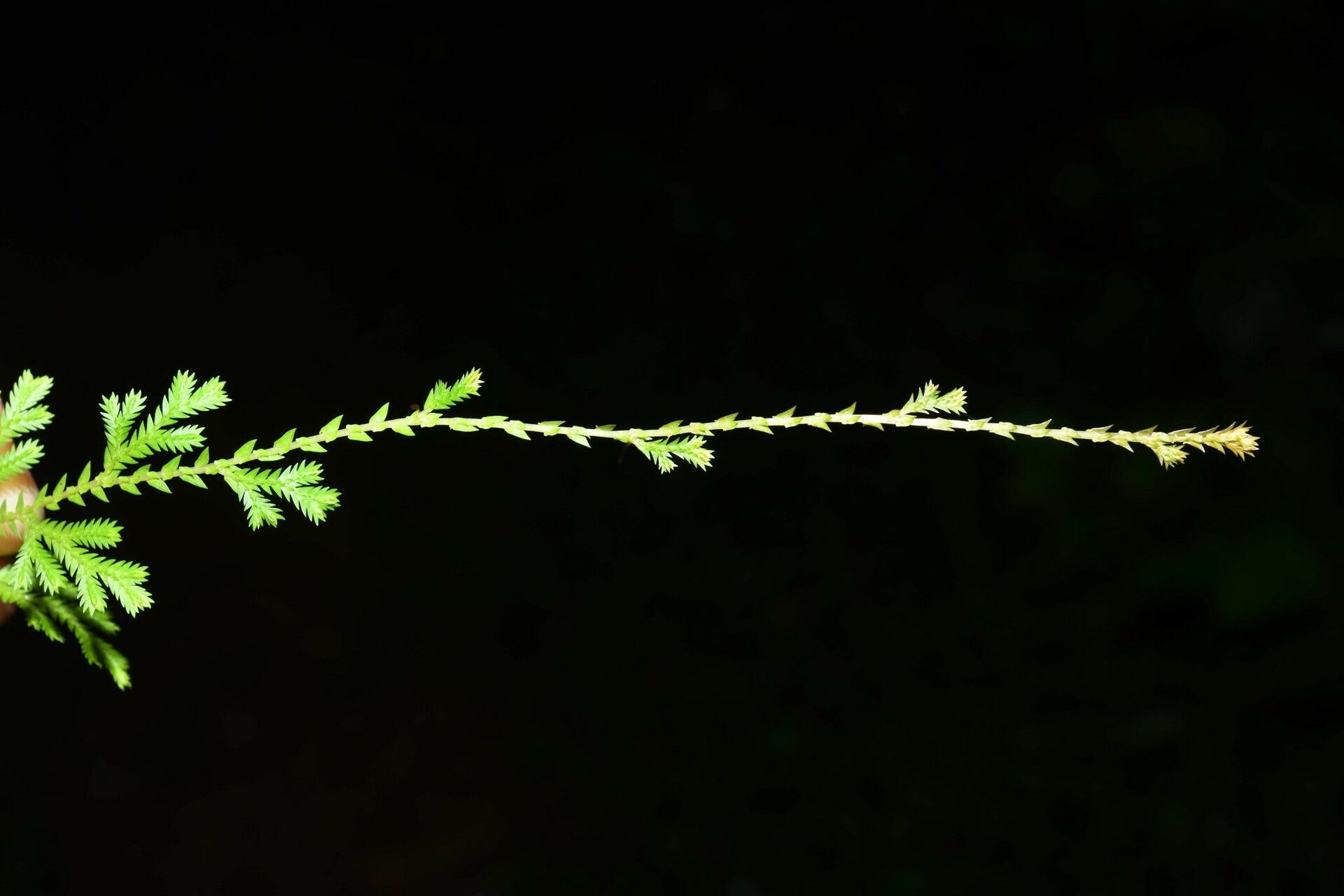 Selaginella conduplicata bark