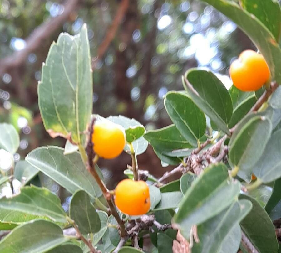 Celtis pallida fruit